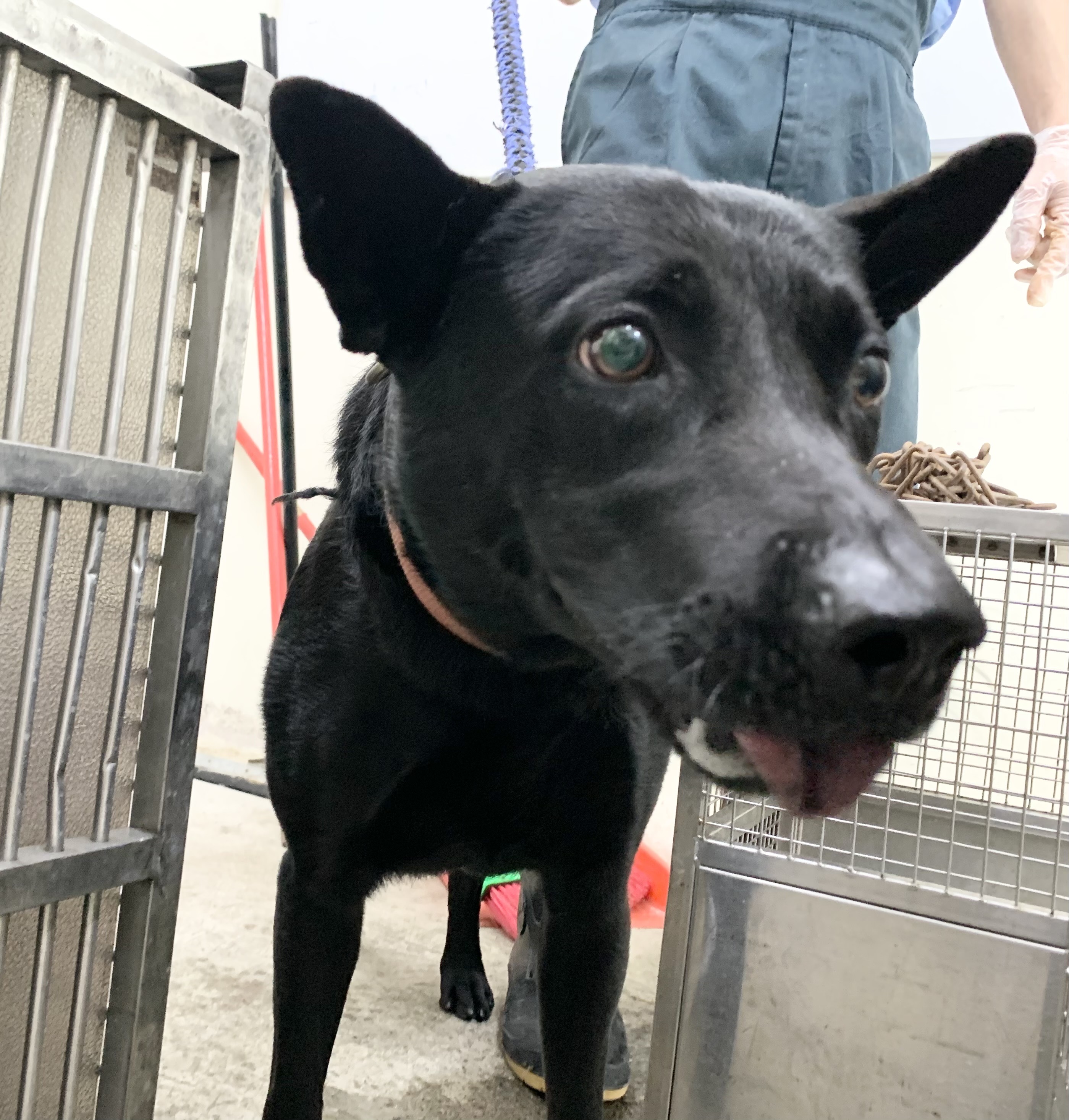 台北市待認養狗 混種犬