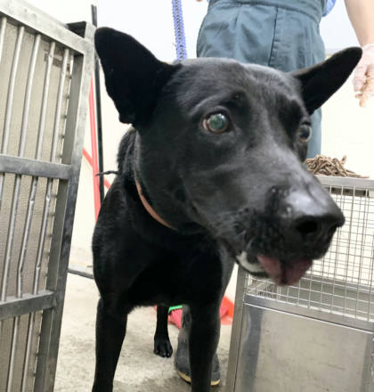 台北市待認養狗｜混種犬｜黑色｜公