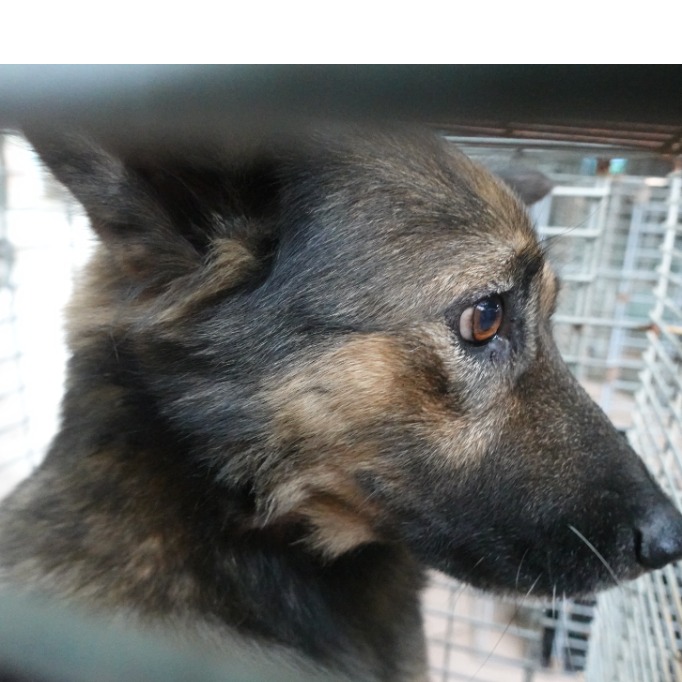 台南市待認養狗 混種犬