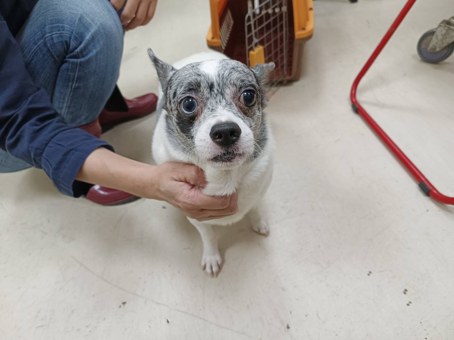 新竹市已領養狗 混種犬
