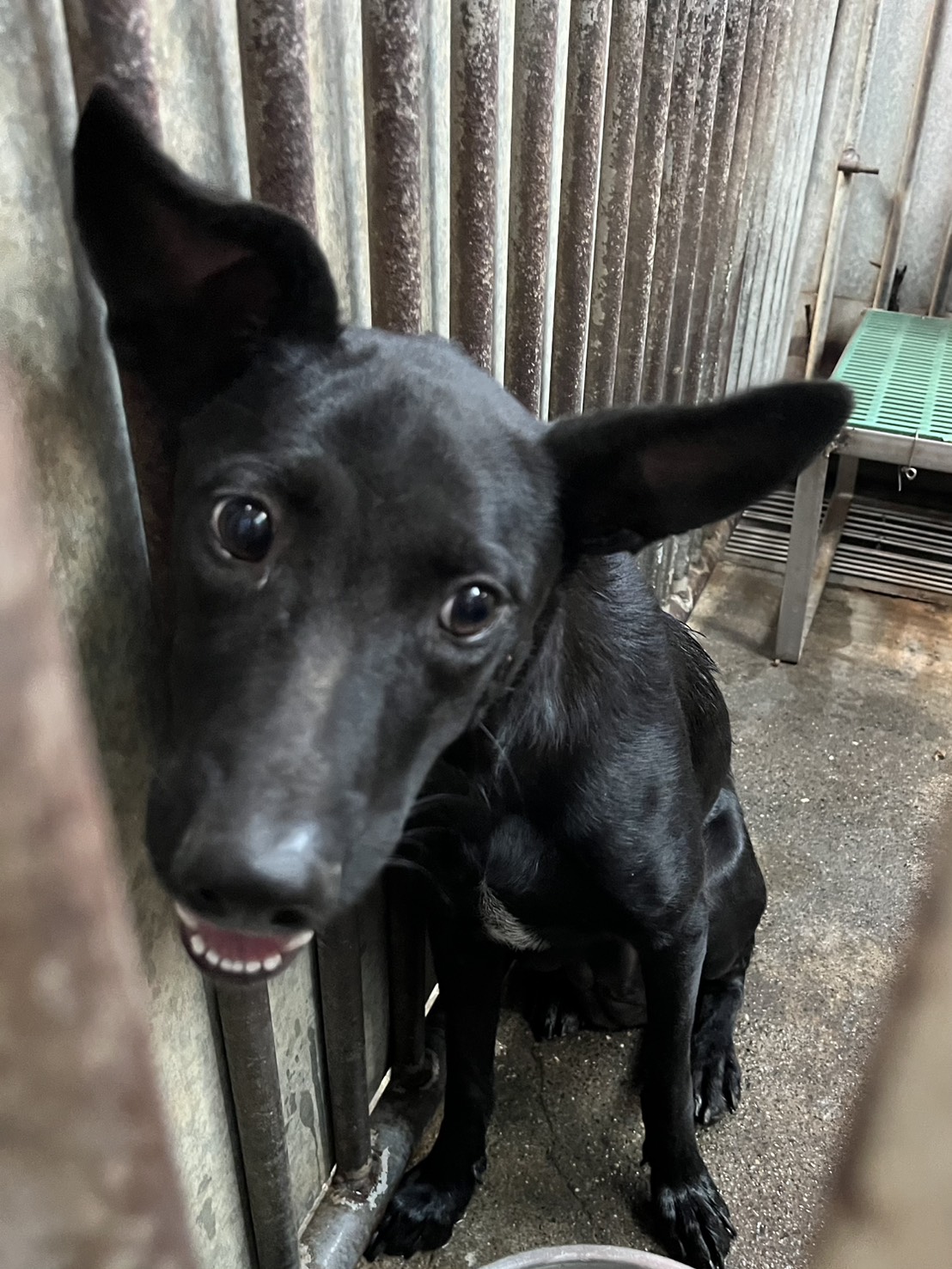 彰化縣待認養狗 混種犬