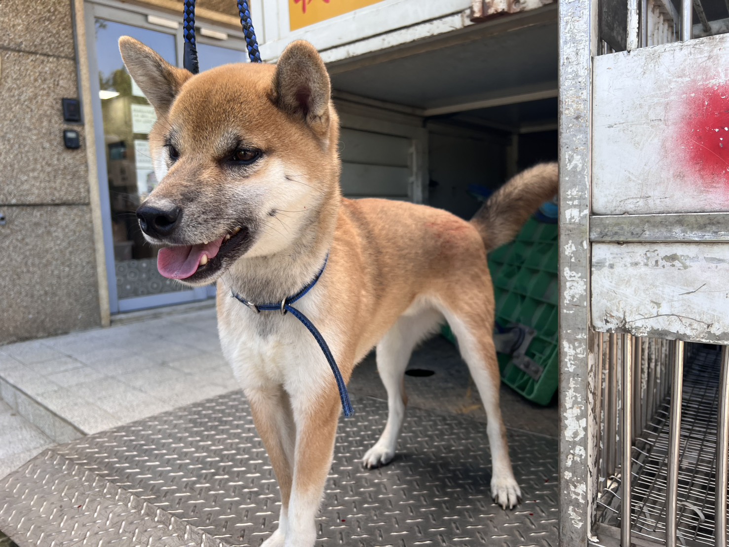 桃園市待認養狗 柴犬