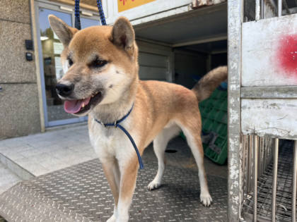 桃園市待認養狗｜柴犬｜黃色｜公