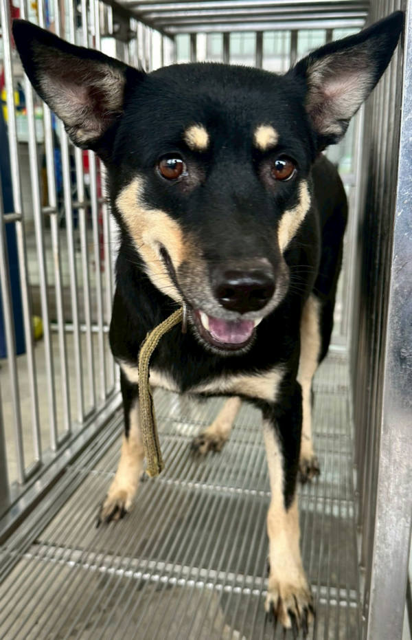 花蓮縣待認養狗 混種犬