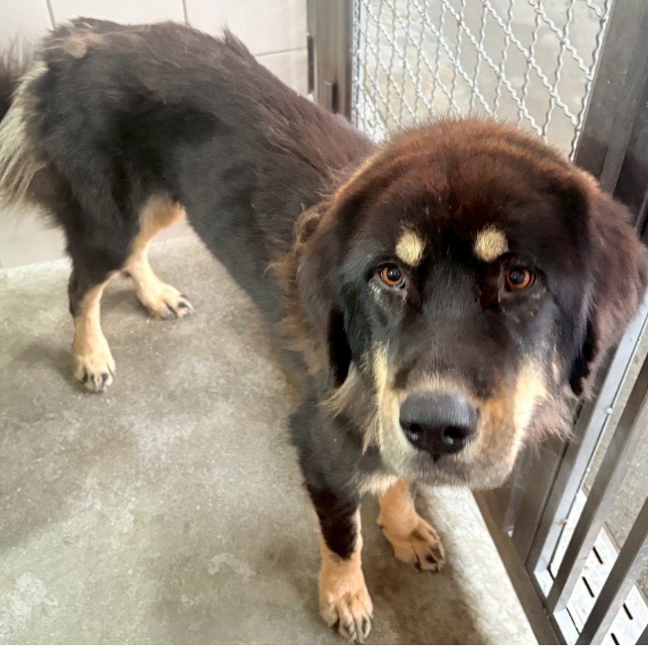花蓮縣待認養狗 西藏獒犬