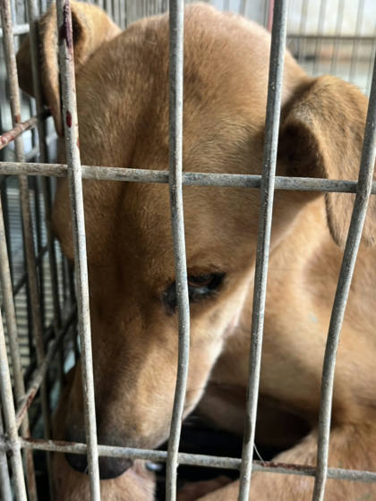 台南市待認養狗｜混種犬