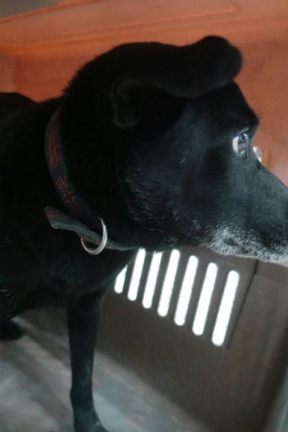 宜蘭縣待認養狗｜混種犬｜黑色｜公