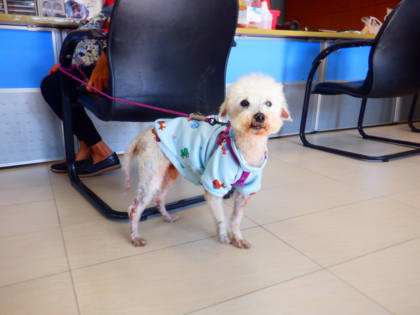 南投縣待認養狗｜比熊犬｜白色｜公
