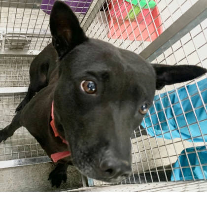 台北市待認養狗｜混種犬｜黑色｜公
