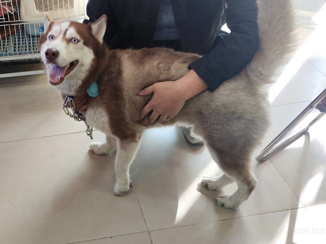 高雄市待認養狗 哈士奇(西伯利亞雪橇犬)