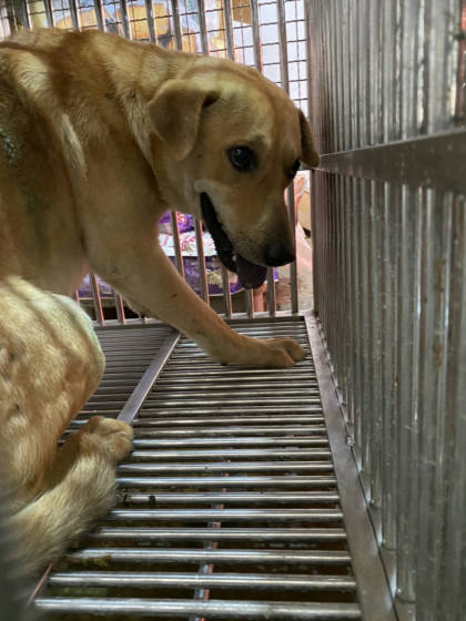 台南市待認養狗｜混種犬｜黃色｜公
