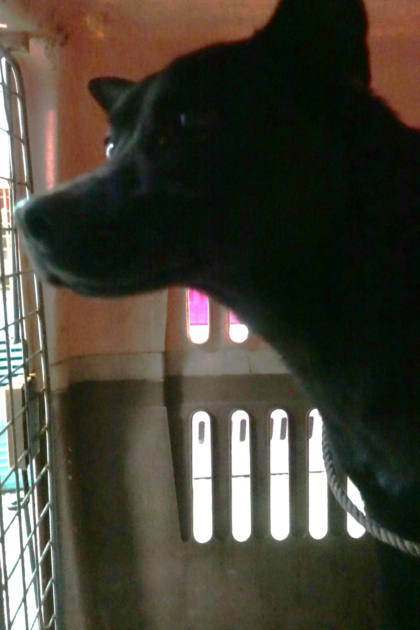 宜蘭縣待認養狗｜混種犬｜黑色｜公