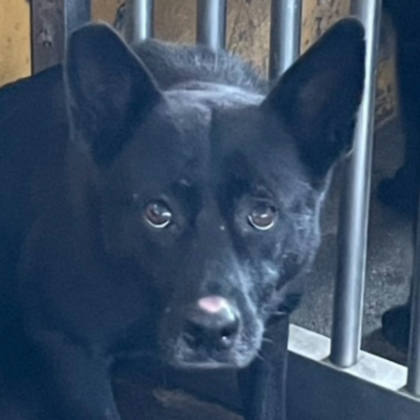 澎湖縣待認養狗｜混種犬