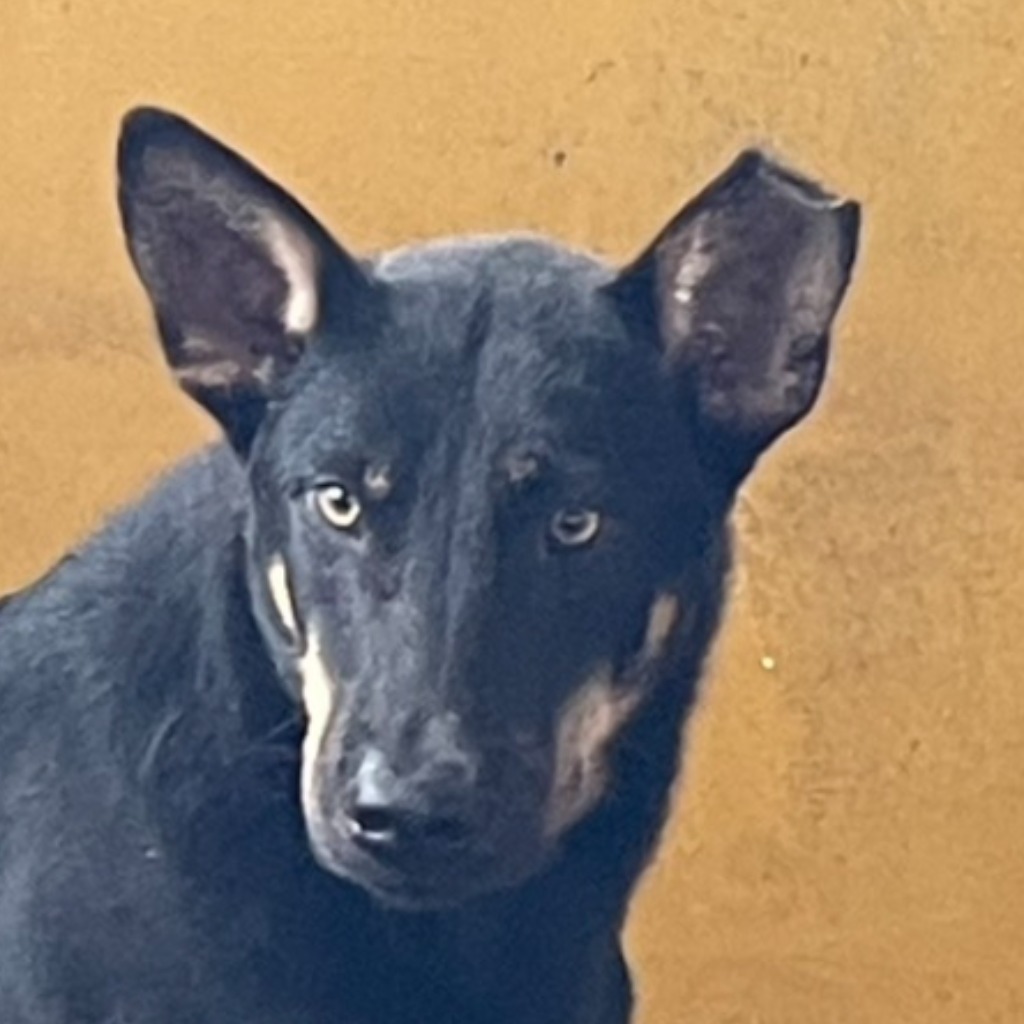 澎湖縣已領養狗 混種犬