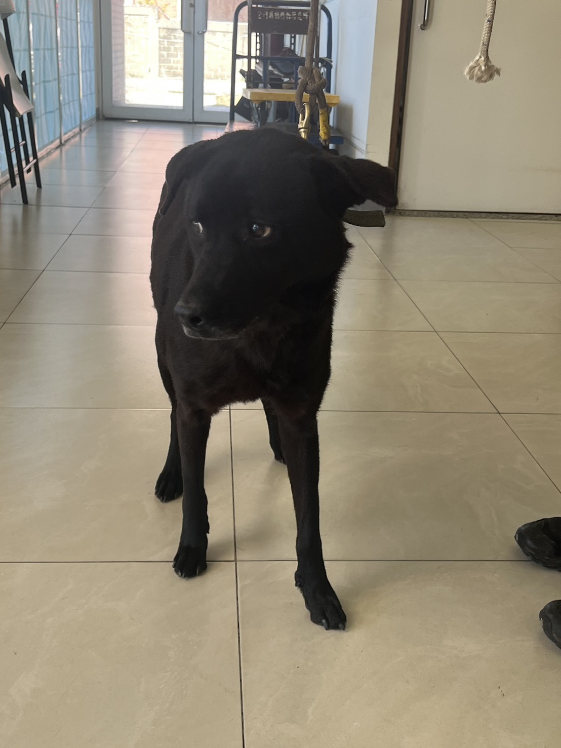 金門縣已領養狗 混種犬