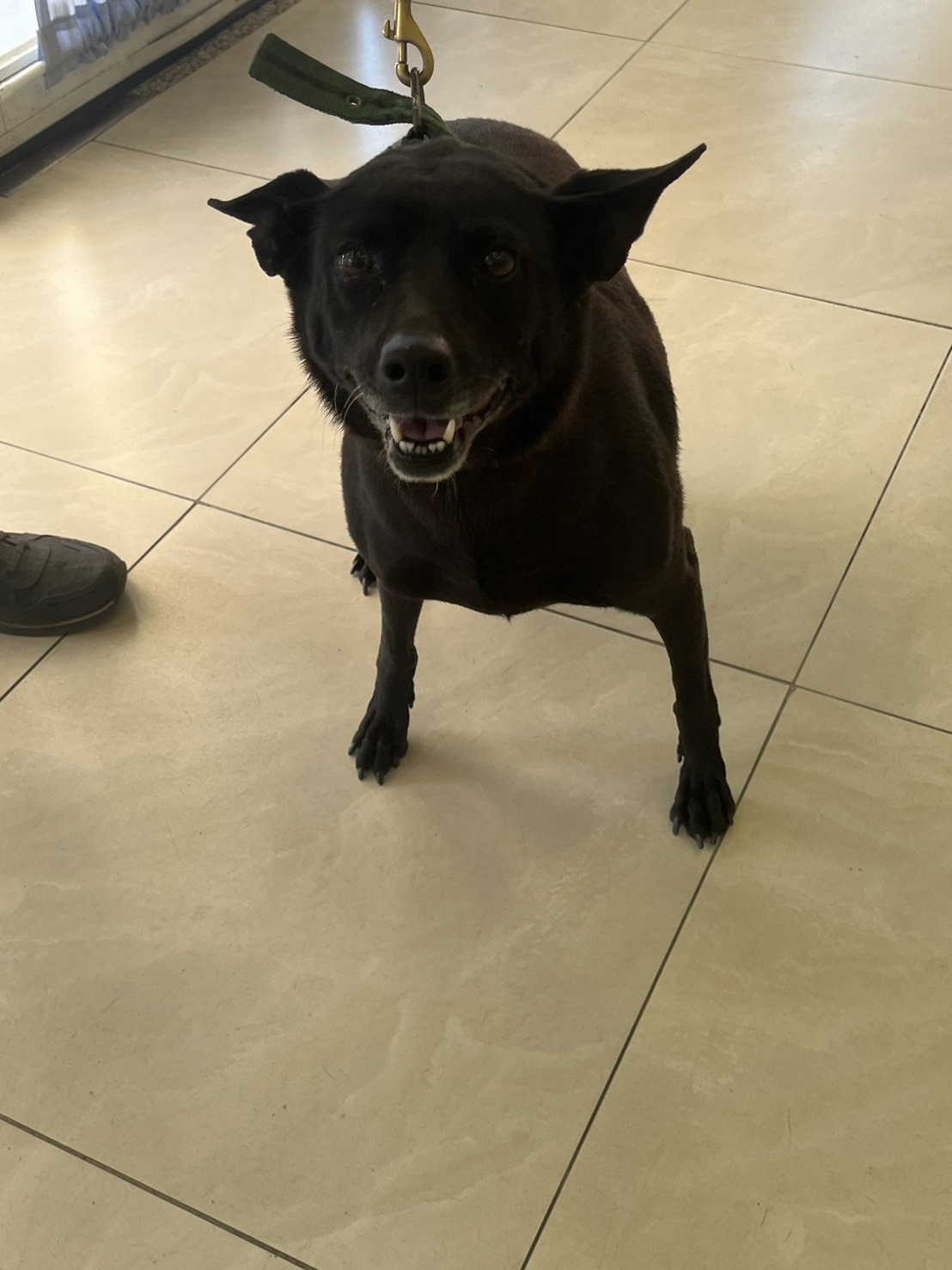 金門縣已領養狗 混種犬