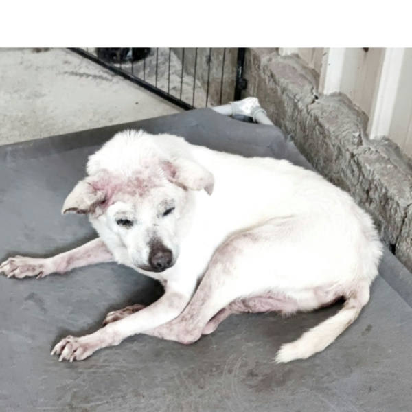 新北市待認養狗 混種犬
