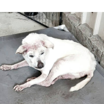 新北市待認養狗｜混種犬