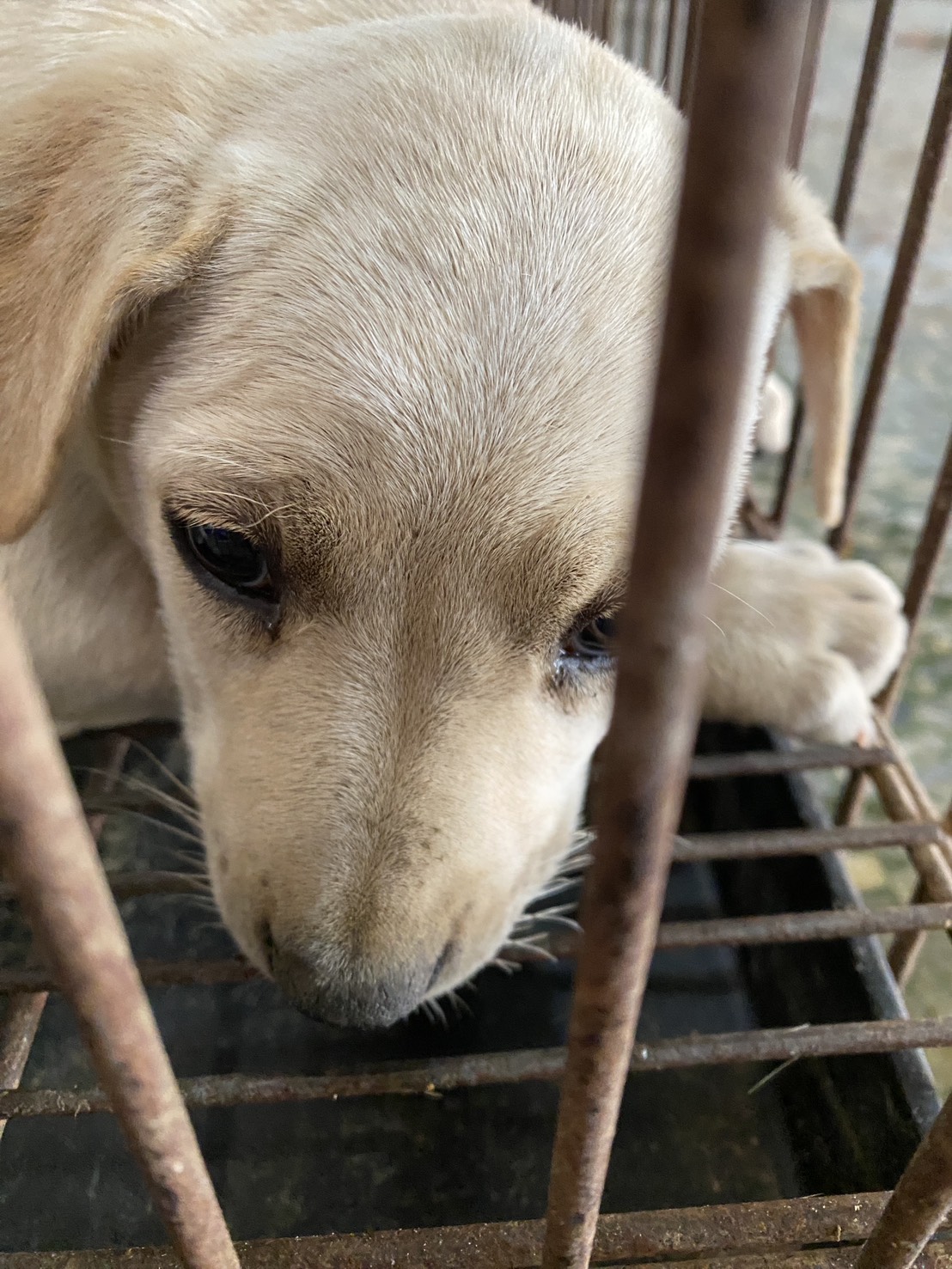 台南市待認養狗 混種犬