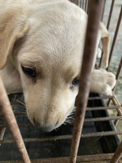 台南市待認養狗｜混種犬｜白色｜母