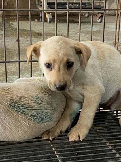 台南市待認養狗｜混種犬｜黃白色｜母