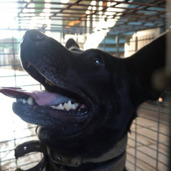 台南市待認養狗 混種犬