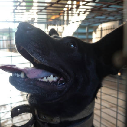 台南市待認養狗｜混種犬｜黑色｜母