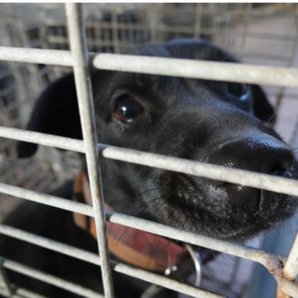 台南市待認養狗｜混種犬｜黑色｜母