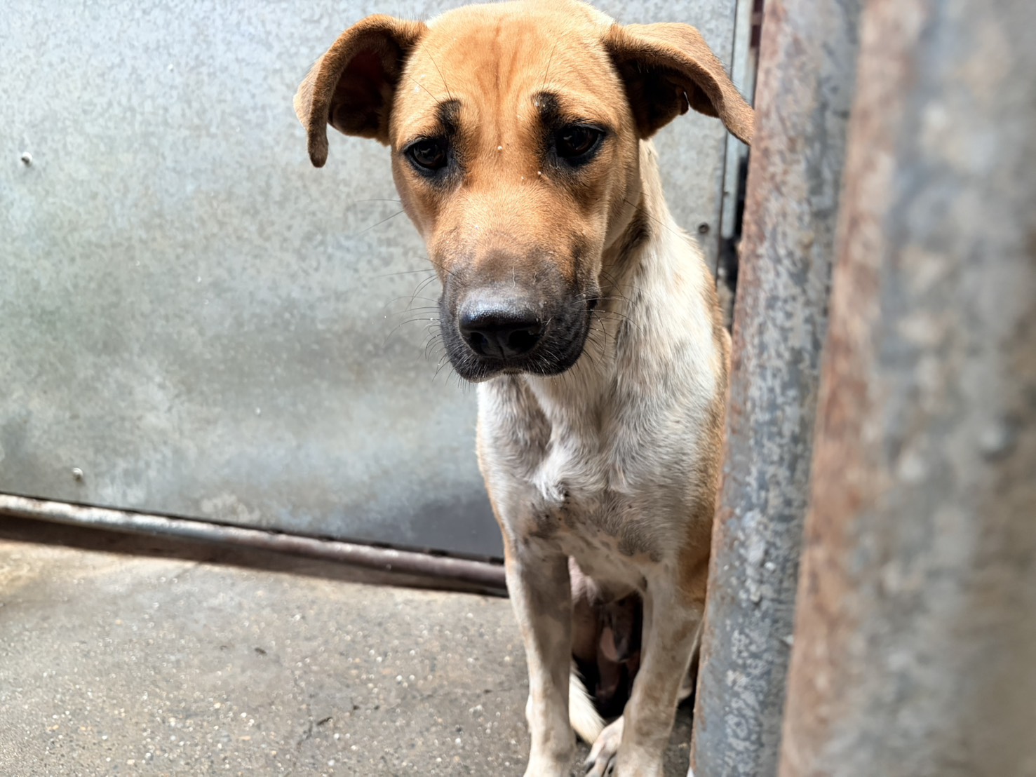 彰化縣待認養狗 混種犬