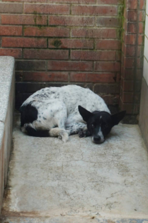 宜蘭縣已領養狗 混種犬