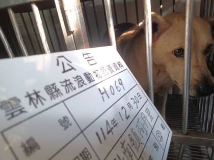 雲林縣待認養狗｜混種犬｜黃色｜公