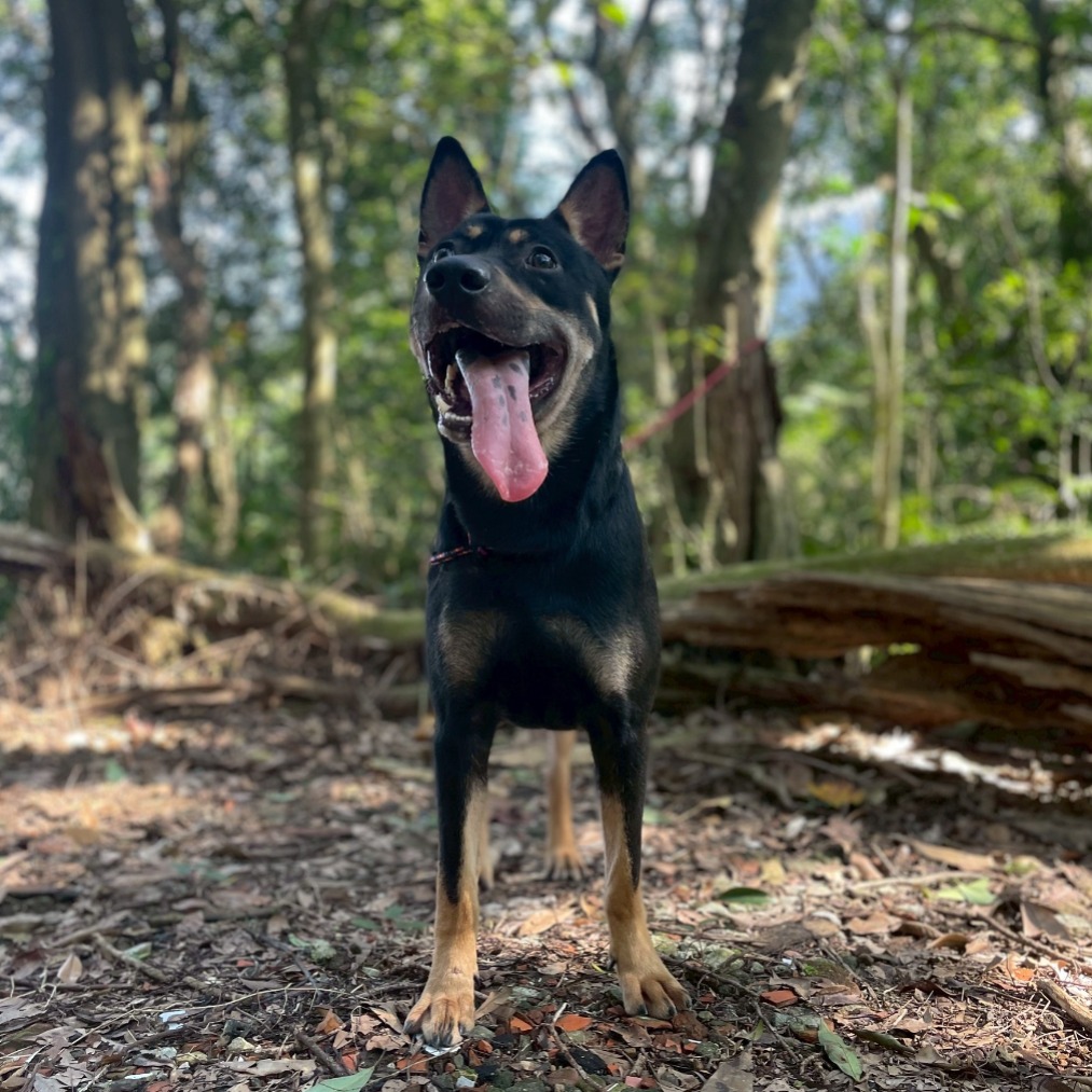 新北市已領養狗 混種犬