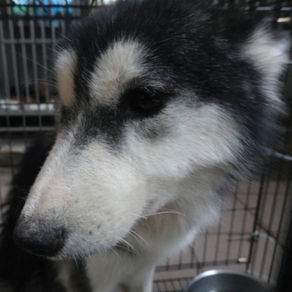 台南市待認養狗 哈士奇(西伯利亞雪橇犬)