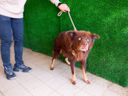 南投縣待認養狗｜混種犬