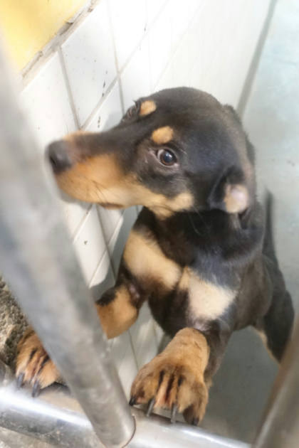 宜蘭縣待認養狗｜混種犬
