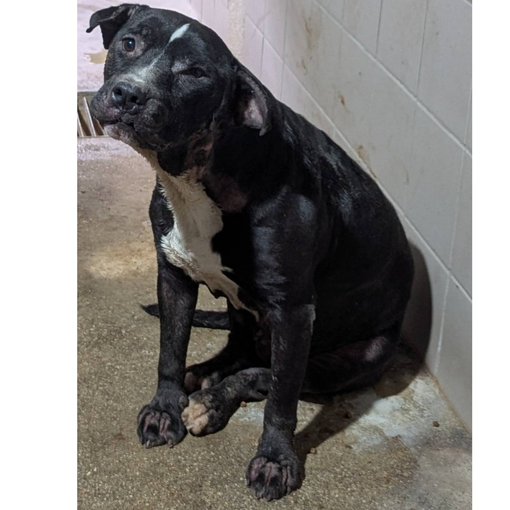 花蓮縣待認養狗 比特犬