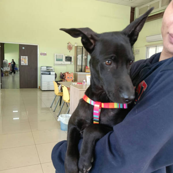 屏東縣待認養狗 混種犬