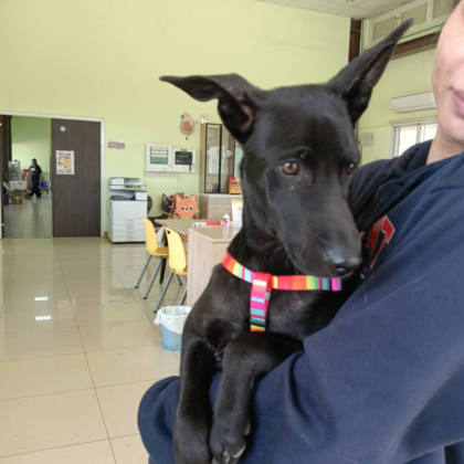 屏東縣待認養狗｜混種犬｜黑色｜公