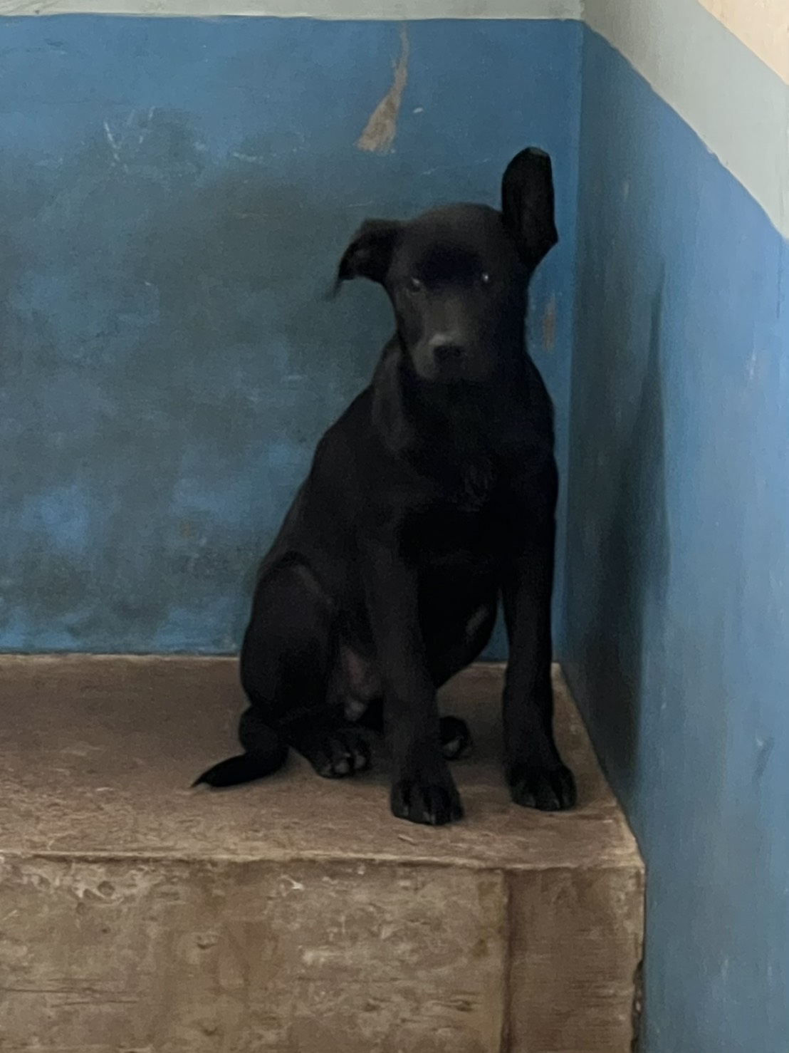 苗栗縣待認養狗 混種犬