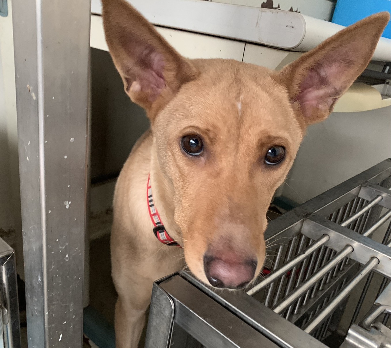 台北市待認養狗 混種犬