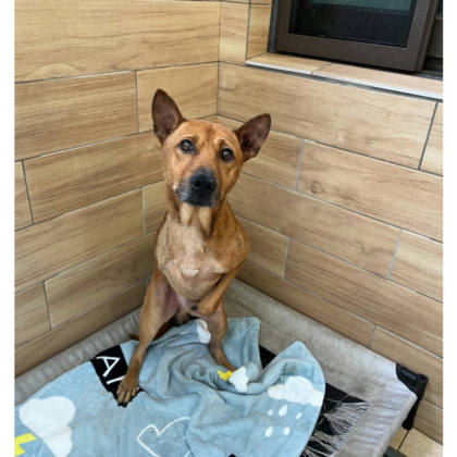新北市待認養狗｜混種犬｜黃色｜公