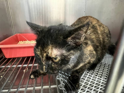 桃園市待認養貓｜混種貓｜棕色｜母