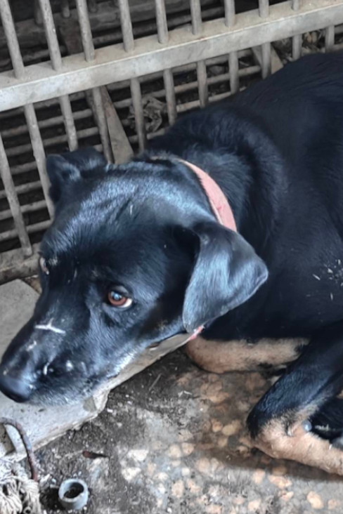 宜蘭縣待認養狗 混種犬