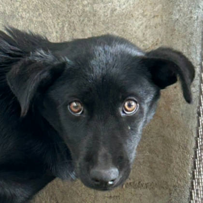 澎湖縣待認養狗｜混種犬｜黑色｜母