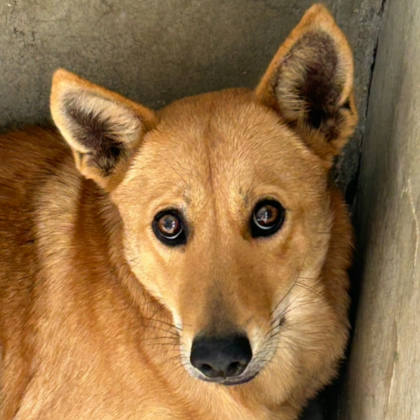 澎湖縣待認養狗｜混種犬｜黃色｜母