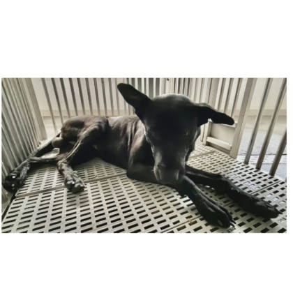 花蓮縣待認養狗｜混種犬｜黑色｜公