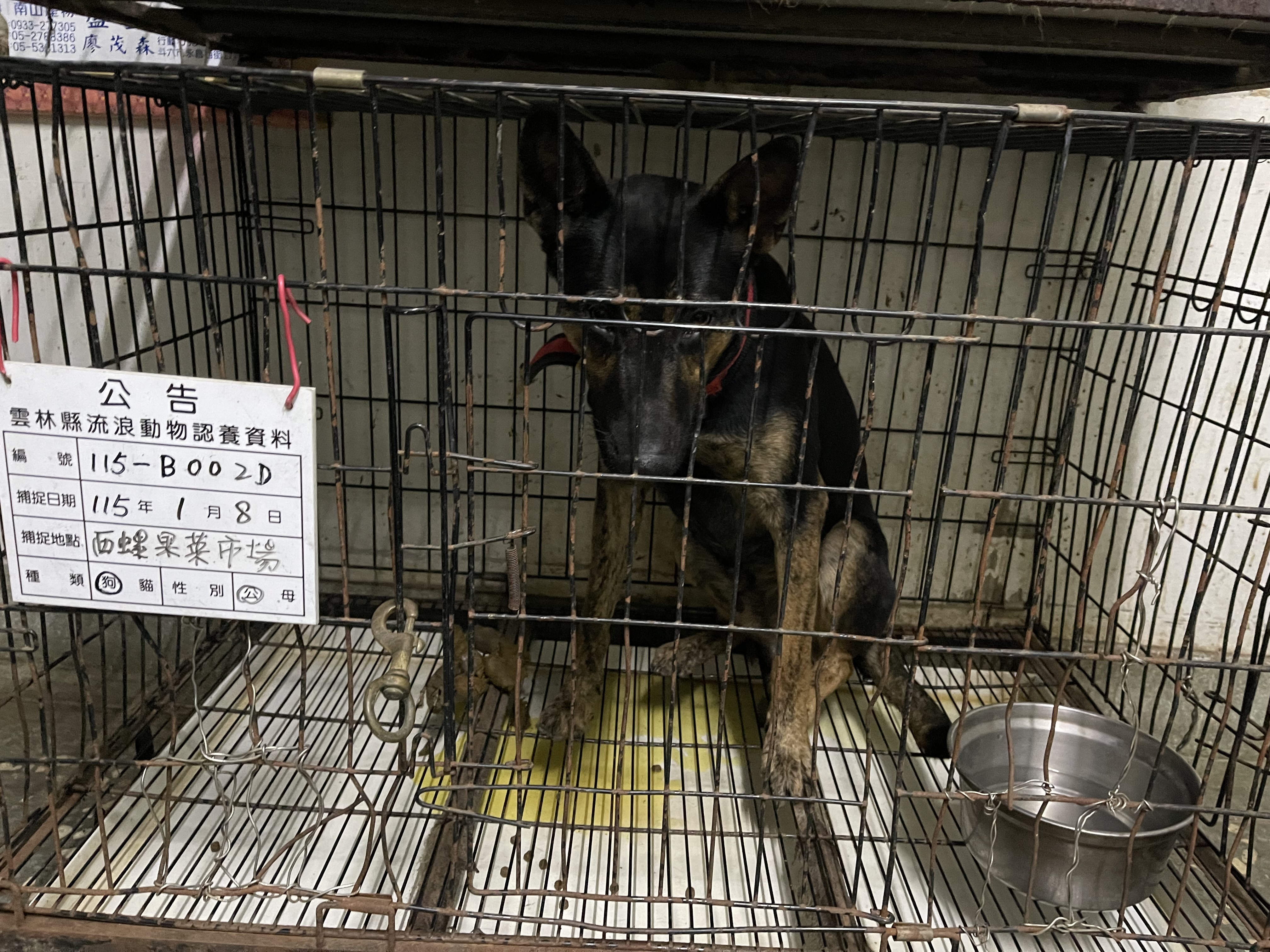 雲林縣待認養狗 混種犬