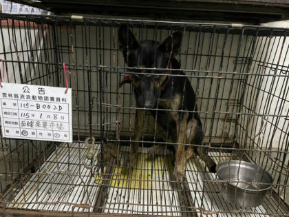 雲林縣待認養狗｜混種犬｜黑棕色｜公