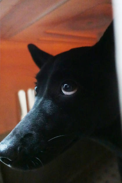 宜蘭縣待認養狗｜混種犬｜黑色｜母