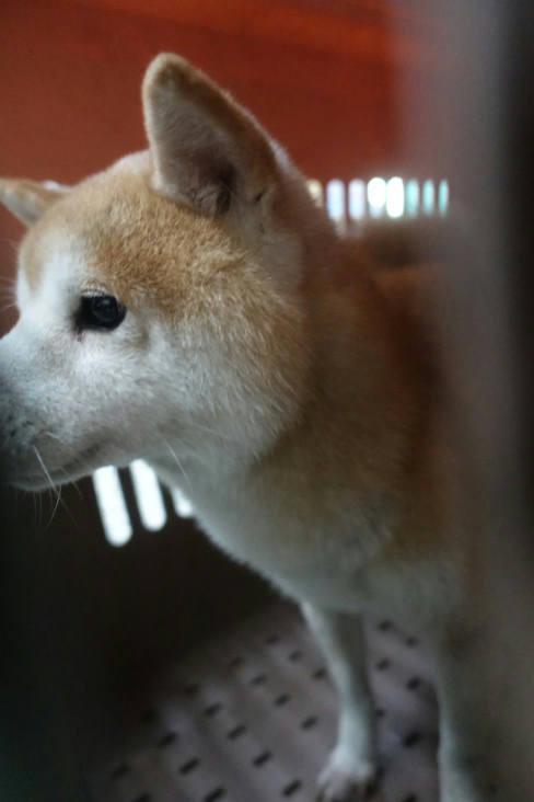 宜蘭縣待認養狗 柴犬